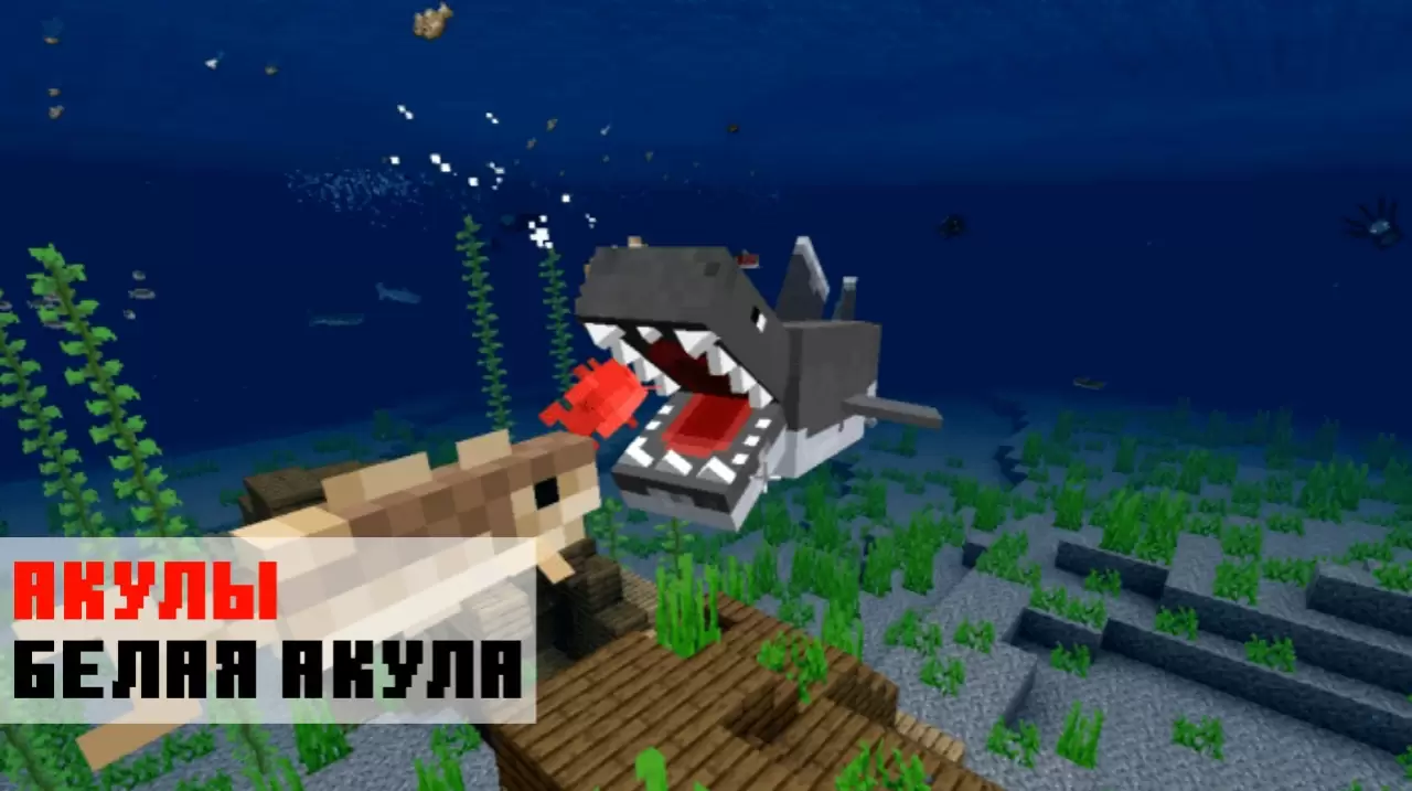 Minecraft PE वर शार्क मोडमधील ग्रेट व्हाईट शार्क